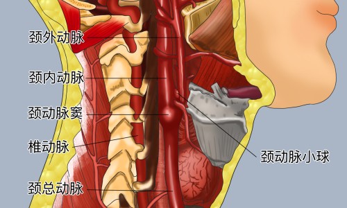 健力多功效和作用-健力多的功能主治网 - 健力多有效果吗,健力多效果太猛了